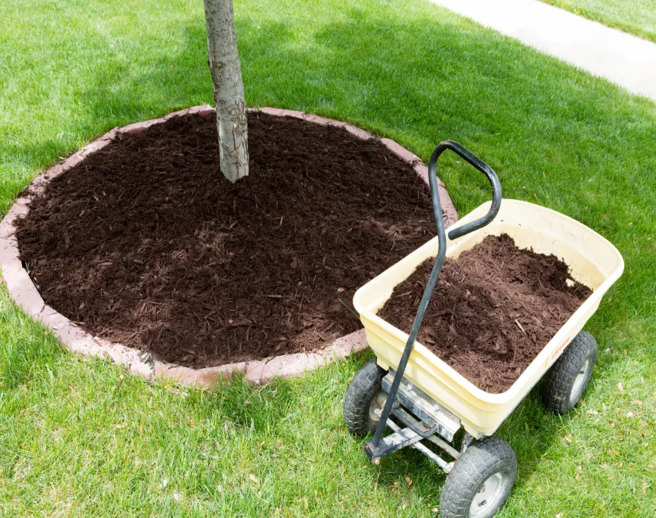 Mulch around tree as part of how to prep your landscaping for winter