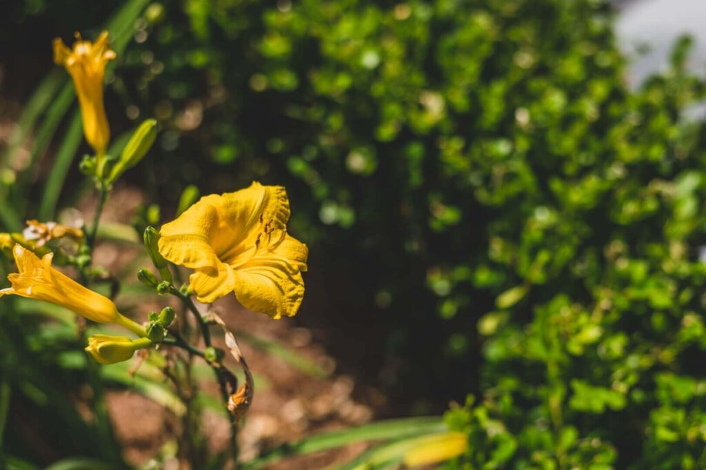 A close-up of a yellow daylily with several buds against a background of green foliage debunks landscape design myths. The focus is on the blooming flower in the foreground, with the other elements softly blurred.