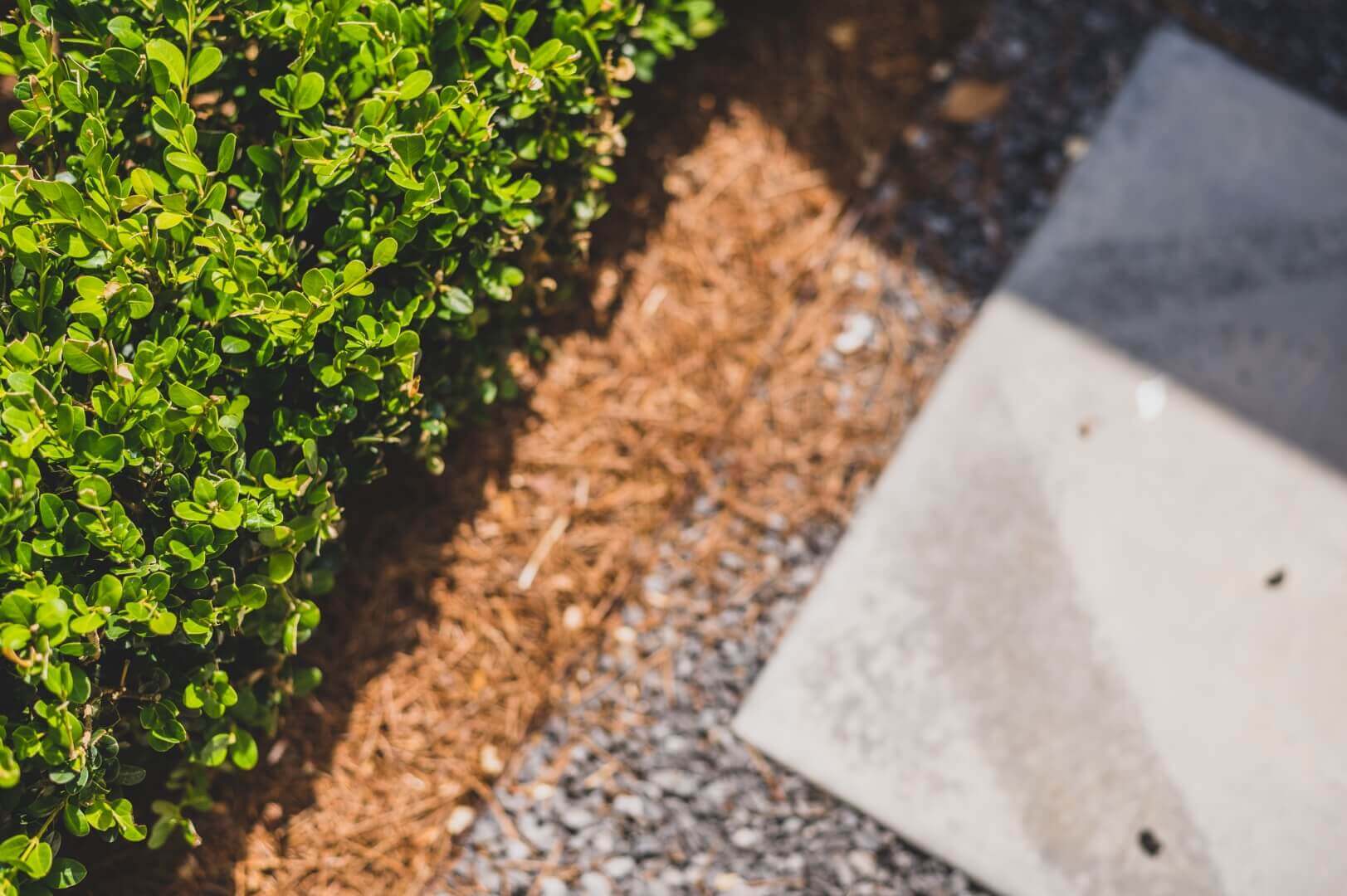 Close-up of a neatly trimmed green bush next to a bed of pine straw mulch and gravel. Adjacent to the mulch and gravel, there is a light-colored concrete or stone slab, partially shaded and speckled with small debris. Curious about such meticulous designs? Ever wondered how much does landscape design cost?