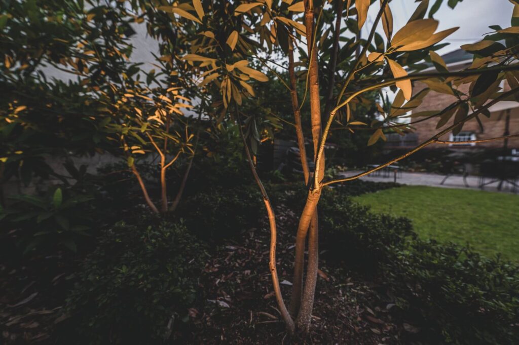 Small trees adorned with landscape lights illuminate a garden area in late afternoon or early evening. The surrounding greenery and trimmed bushes add depth to the tranquil outdoor setting.