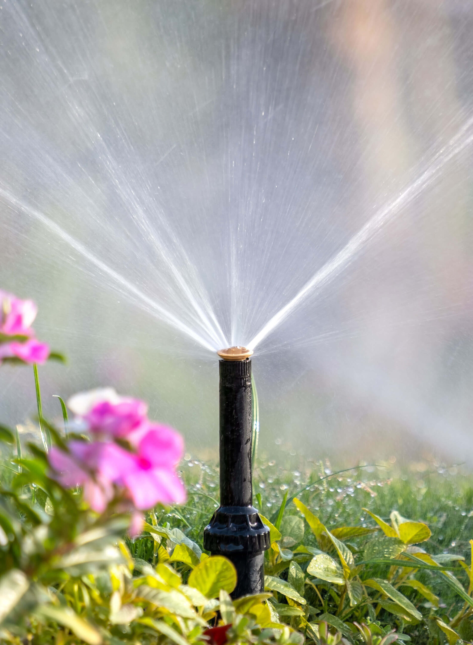 A black sprinkler releasing water in a New Orleans garden, surrounded by vibrant green leaves and pink flowers, with sunlight enhancing the misty spray—a picturesque scene of efficient irrigation.